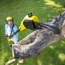 Best Tree Maintenance Programs  in Rio Vista, CA