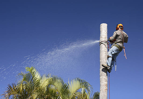 Best Root Management and Removal  in Rio Vista, CA