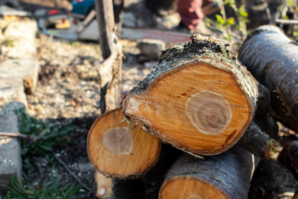 How Our Tree Care Process Works  in  Rio Vista, CA