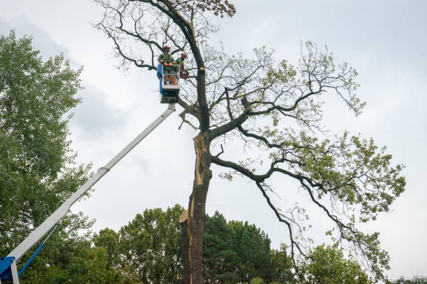 Best Tree Risk Assessment  in Rio Vista, CA