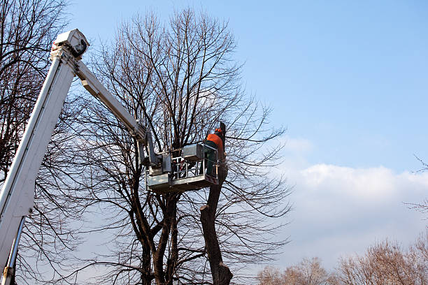 Best Tree Health Inspection  in Rio Vista, CA