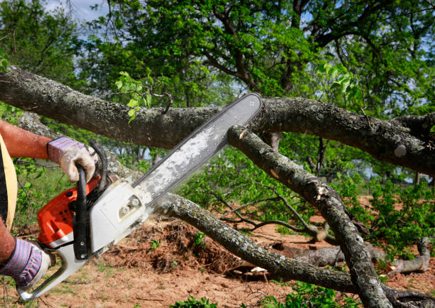 Best Tree and Shrub Care  in Rio Vista, CA